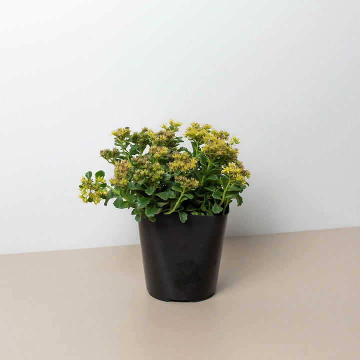 Sedum Little Miss Sunshine - Casey & Company