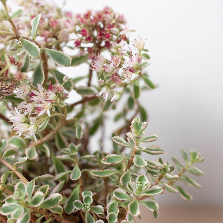 Sedum Tricolor - Casey & Company