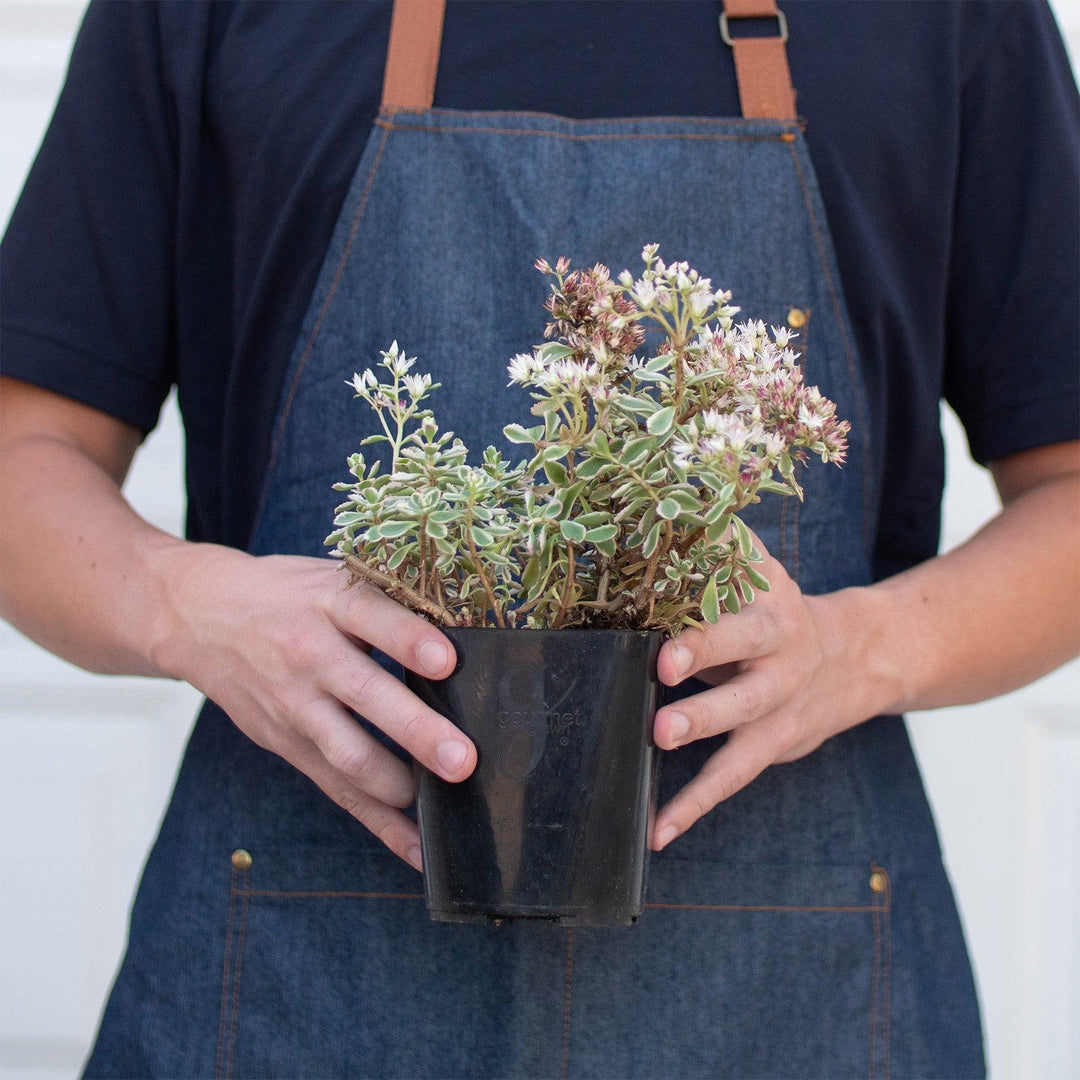 Sedum Tricolor - Casey & Company