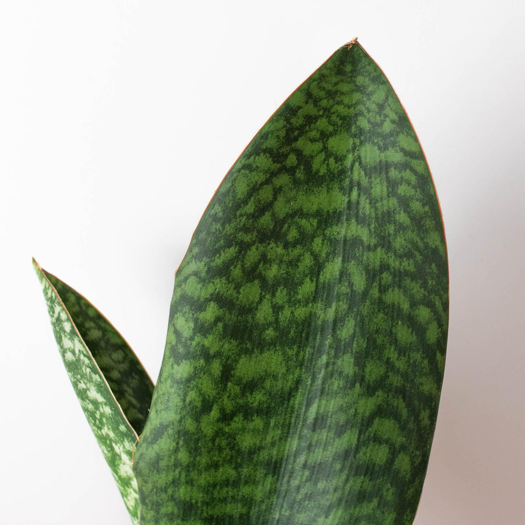 Shark Fin Snake Plant - Casey & Company