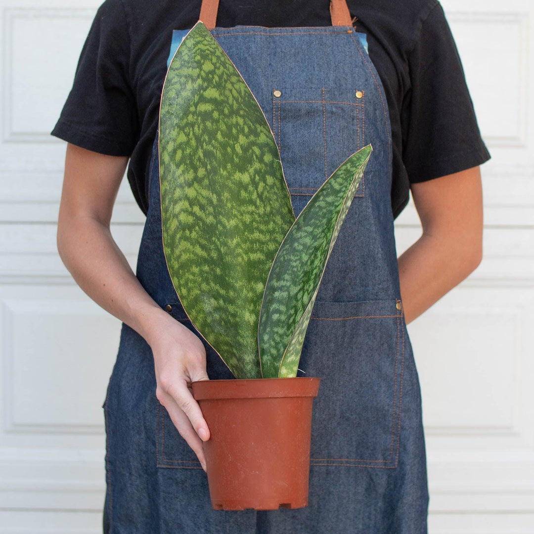 Shark Fin Snake Plant - Casey & Company