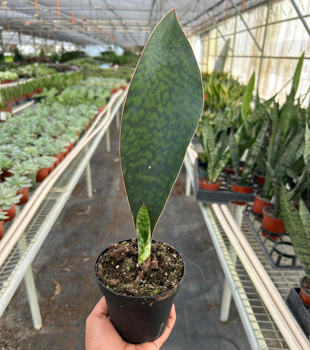 Shark Fin Snake Plant - Casey & Company