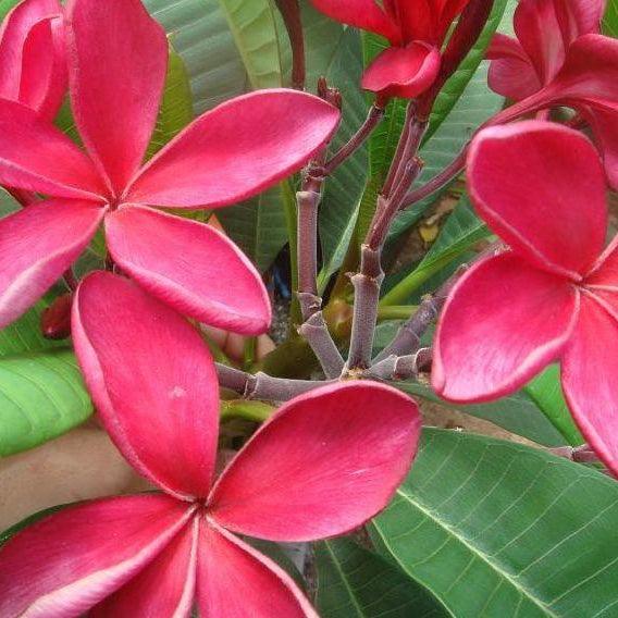 Siam Ruby Plumeria - Casey & Company