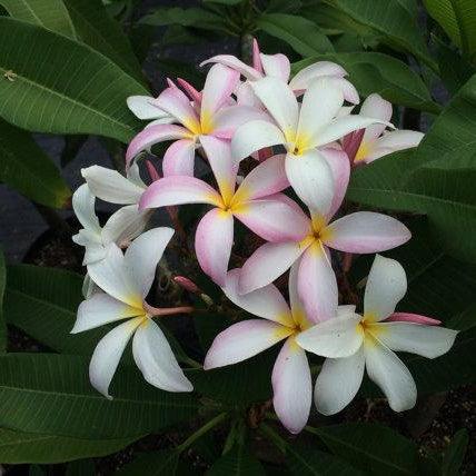 Slaughter Pink Plumeria - Casey & Company