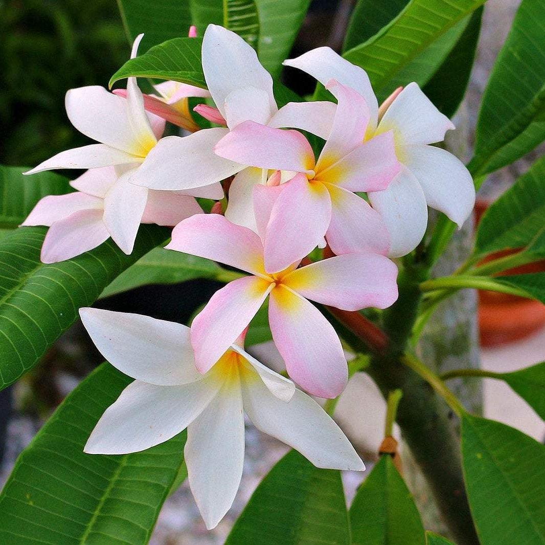 Slaughter Pink Plumeria - Casey & Company