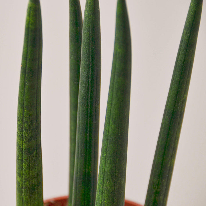 Snake Plant 'Cylindrica' - Casey & Company