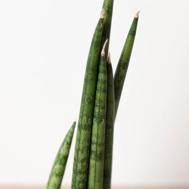 Snake Plant 'Cylindrica' - Casey & Company