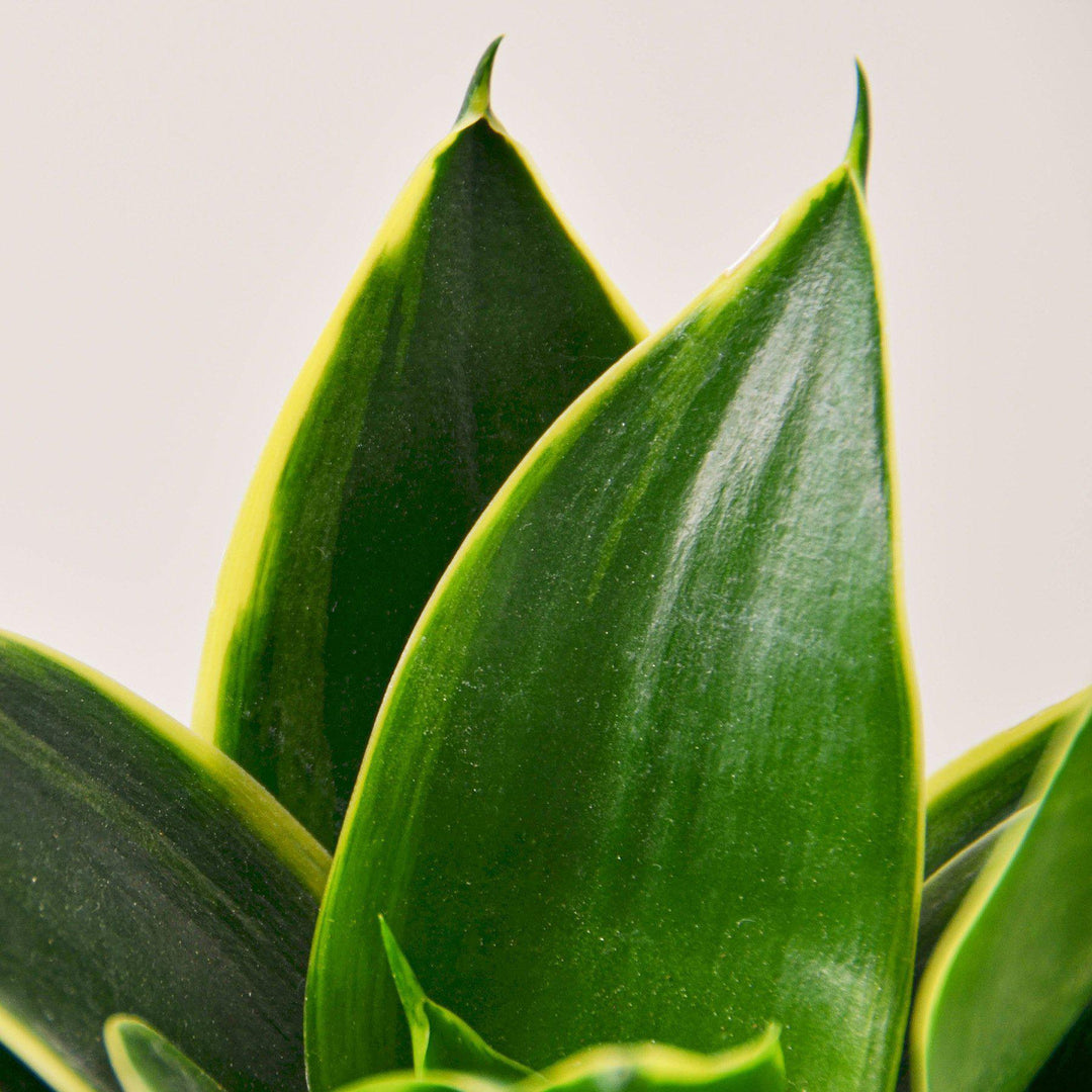 Snake Plant 'Emerald Star' - Casey & Company