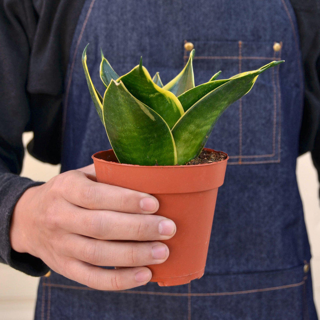 Snake Plant 'Emerald Star' - Casey & Company