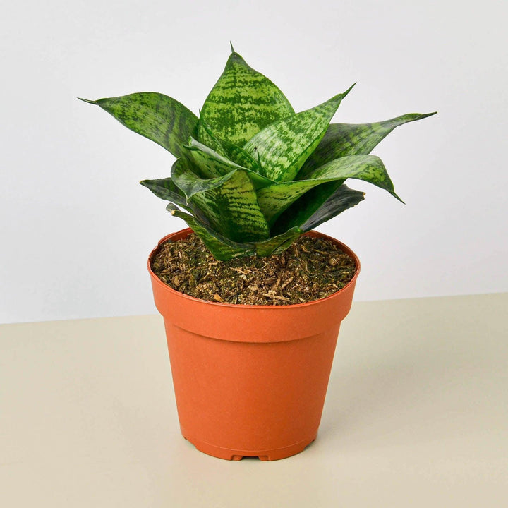 Snake Plant 'Forest Star' - Casey & Company