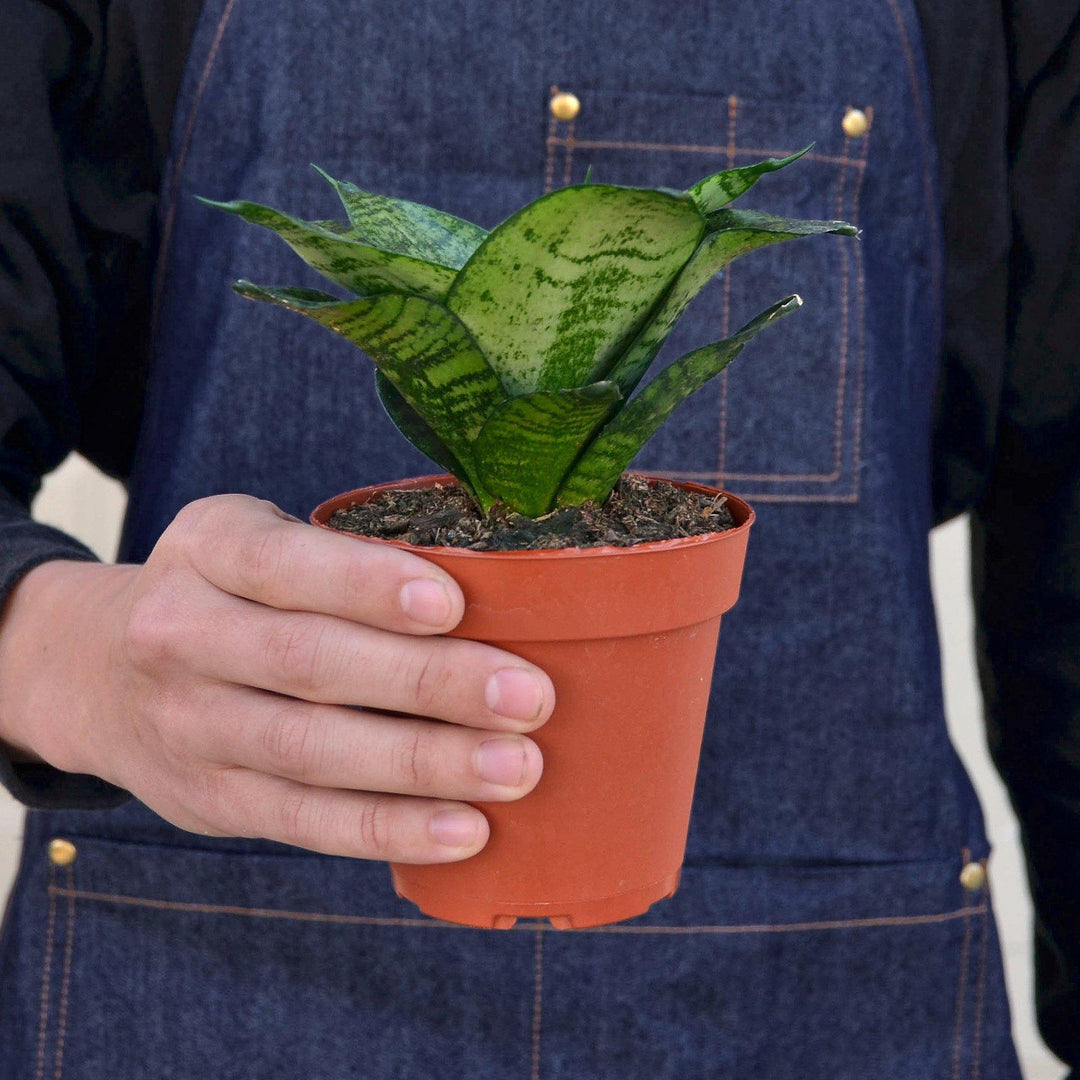 Snake Plant 'Forest Star' - Casey & Company