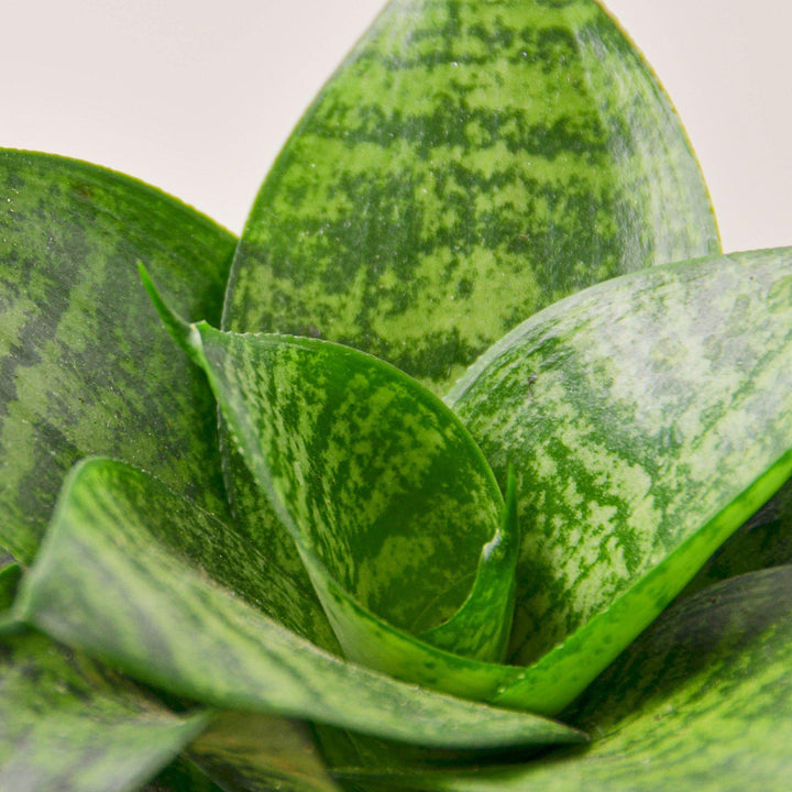 Snake Plant 'Forest Star' - Casey & Company