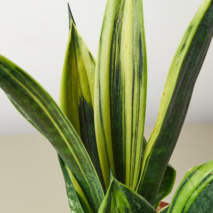 Snake Plant 'Gold Flame' - Casey & Company