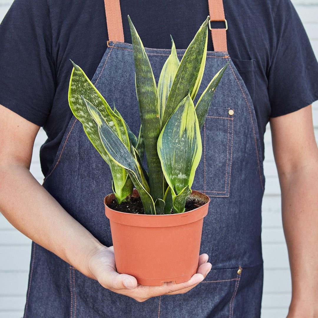 snake plant gold flame Snake Plant 'Gold Flame' – Casey & Company