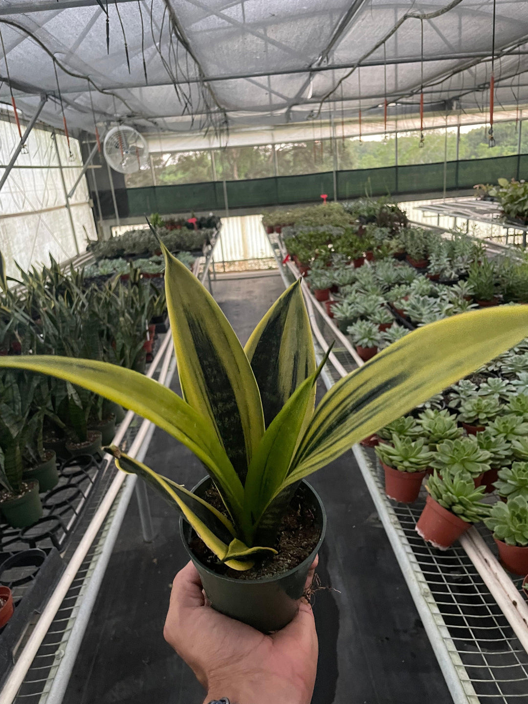 snake plant gold Snake Plant 'Gold Flame' – Casey & Company