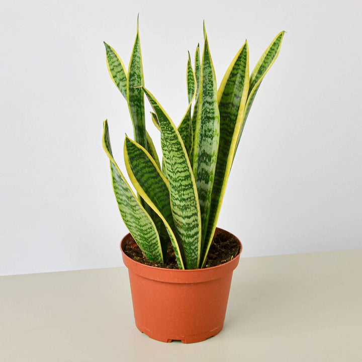 Snake Plant 'Laurentii' - Casey & Company