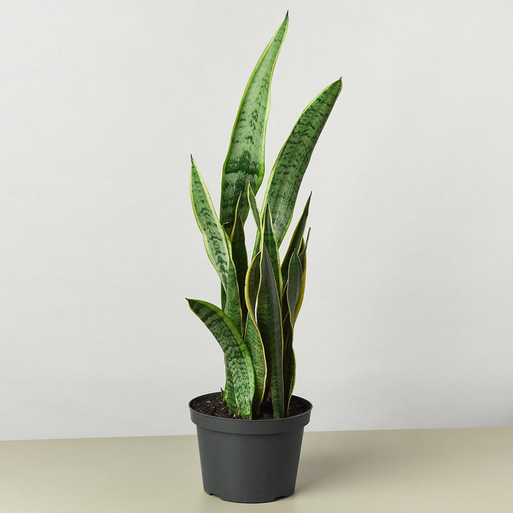 Snake Plant 'Laurentii' - Casey & Company