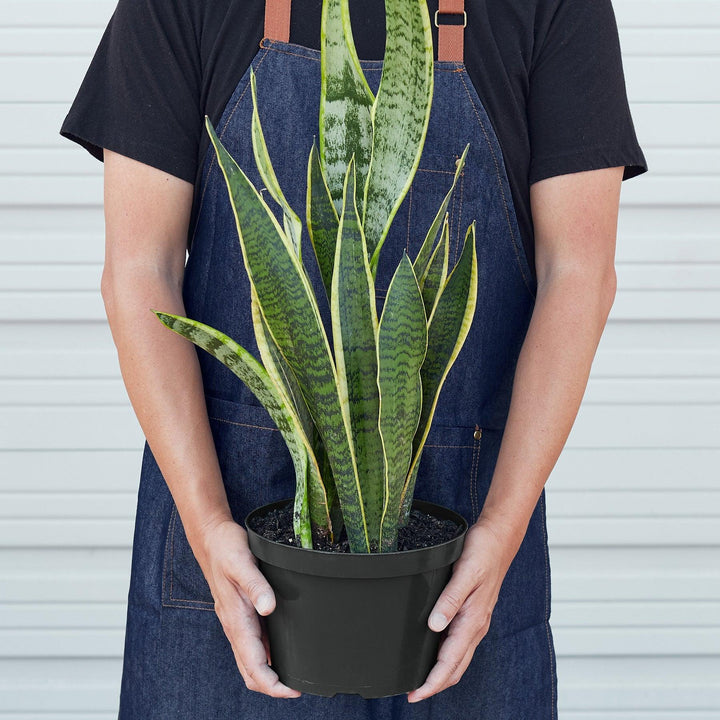 Snake Plant 'Laurentii' - Casey & Company