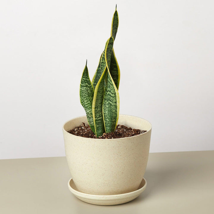 Snake Plant 'Laurentii' - Casey & Company