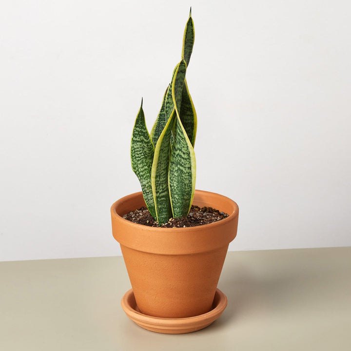 Snake Plant 'Laurentii' - Casey & Company