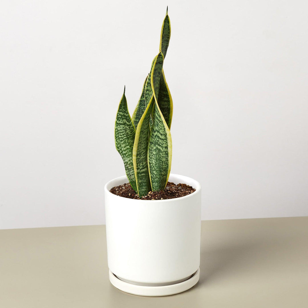 Snake Plant 'Laurentii' - Casey & Company