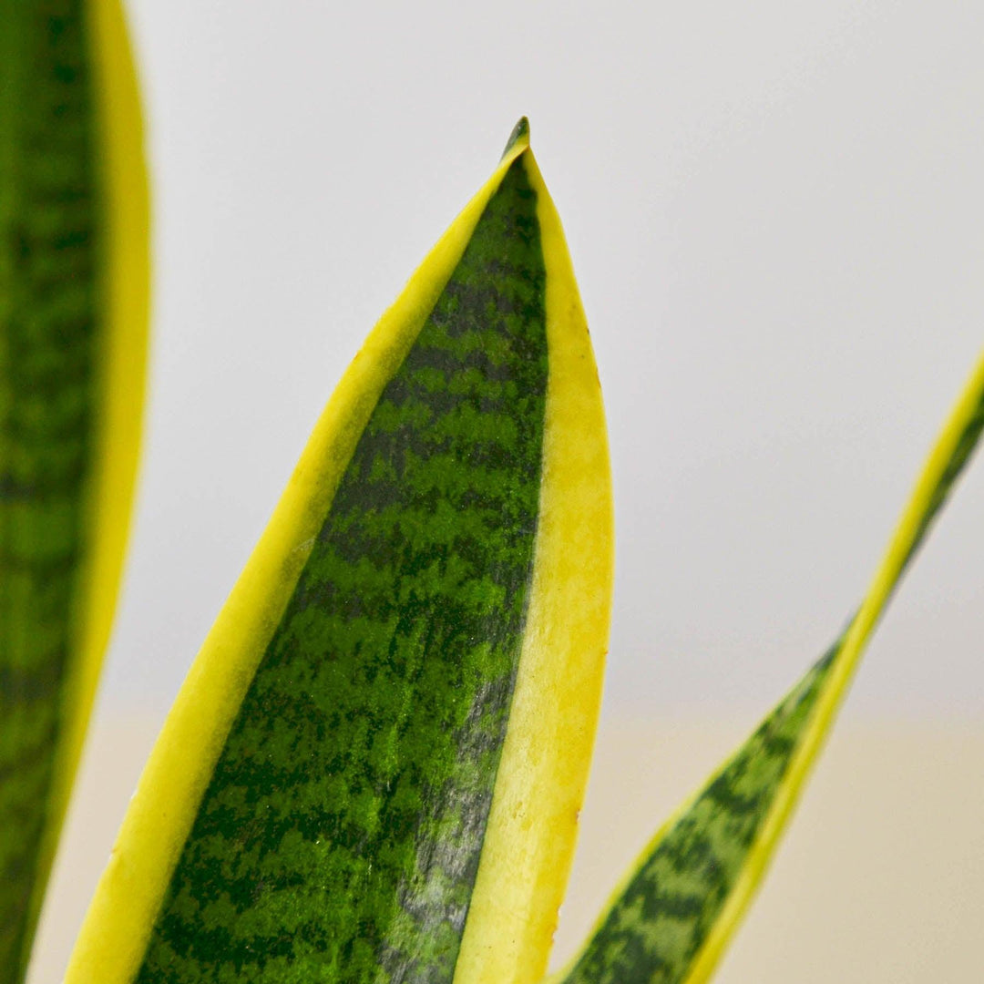 Snake Plant 'Laurentii' - Casey & Company