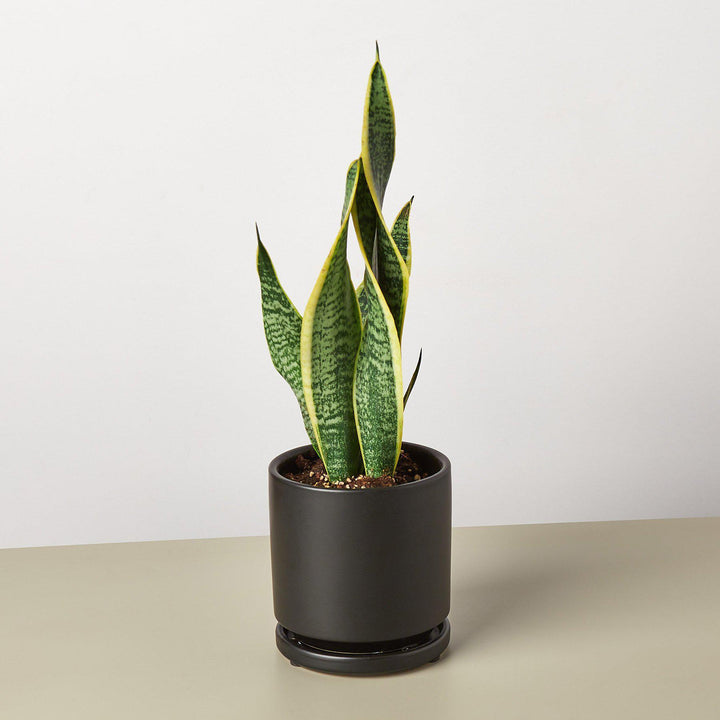 Snake Plant 'Laurentii' - Casey & Company