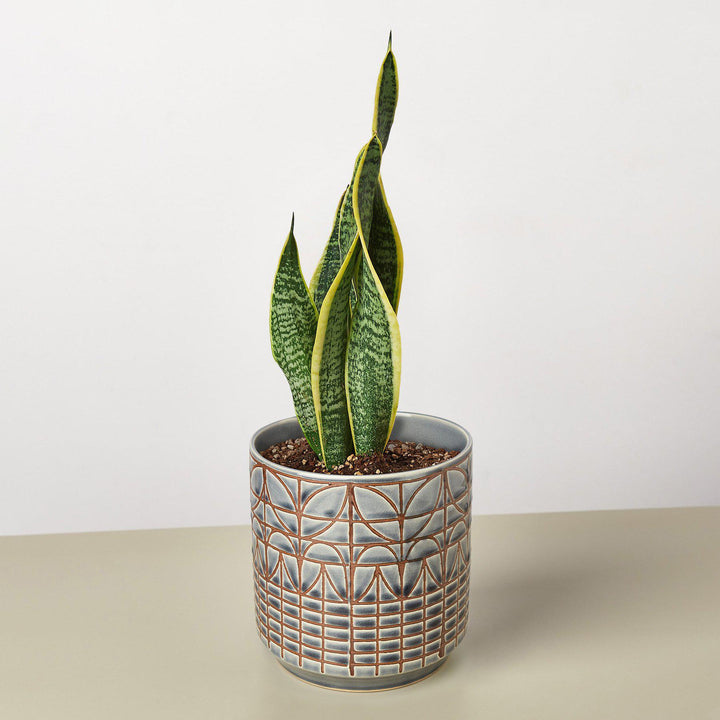 Snake Plant 'Laurentii' - Casey & Company