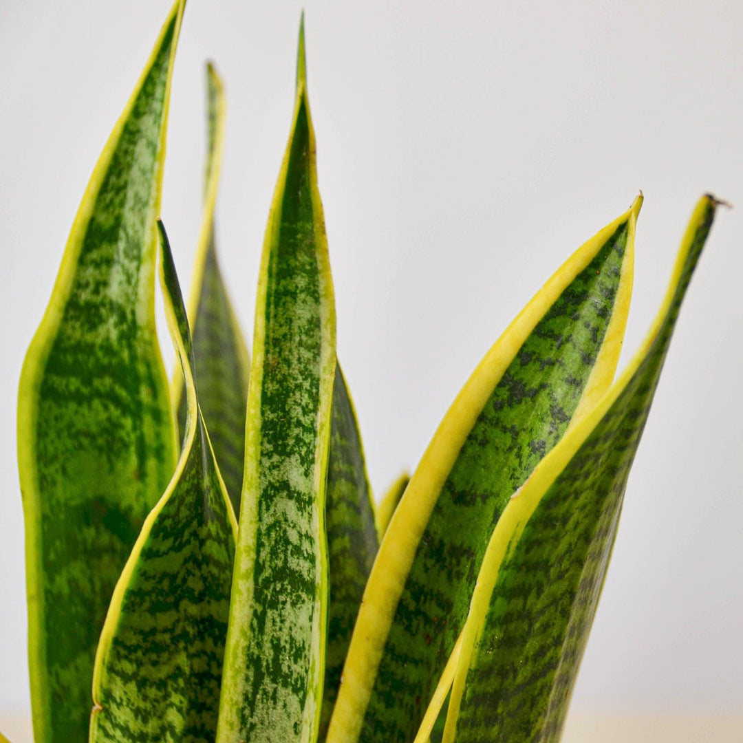 Snake Plant 'Laurentii' - Casey & Company