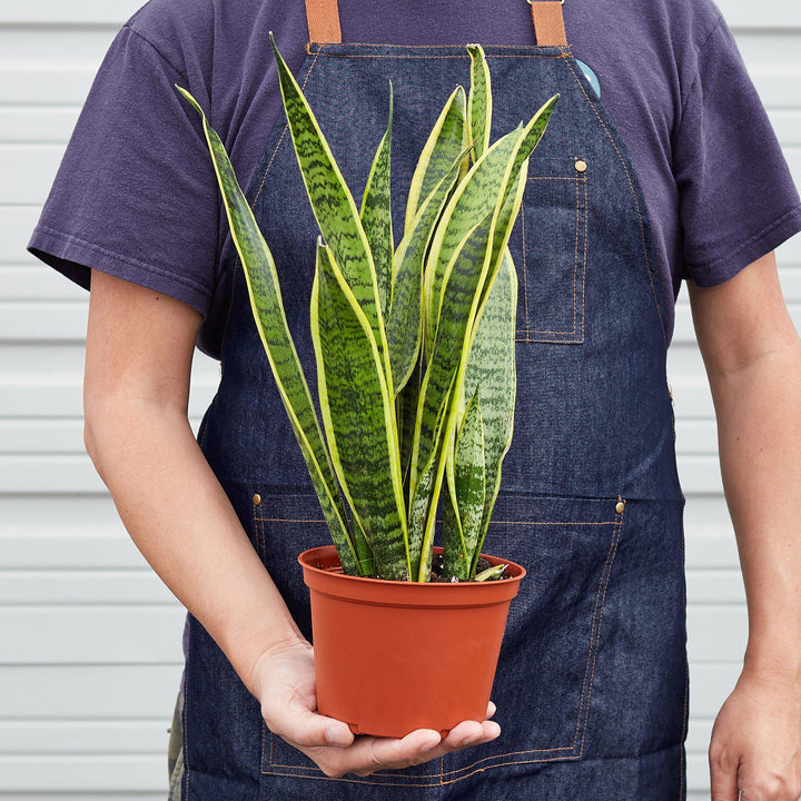 Snake Plant 'Laurentii' - Casey & Company