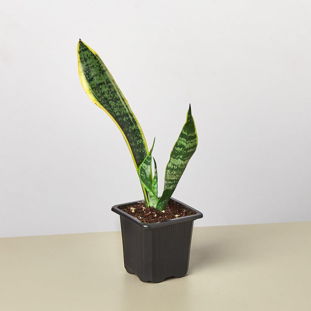 Snake Plant 'Laurentii' - Casey & Company