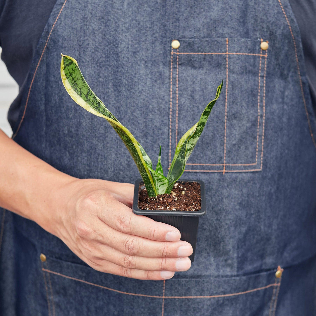 Snake Plant 'Laurentii' - Casey & Company