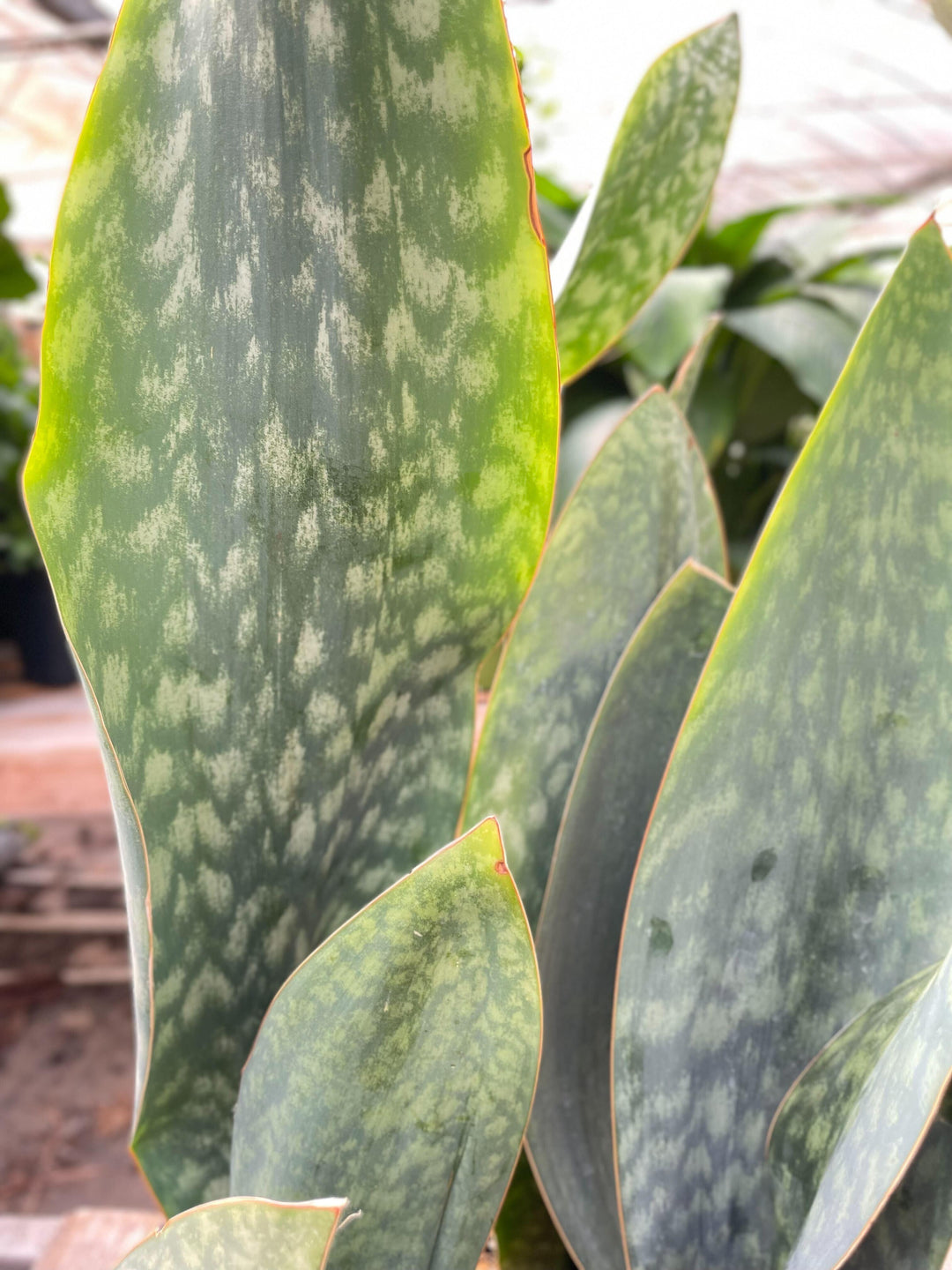 Snake Plant 'Mason Congo' - 10" Pot - Casey & Company