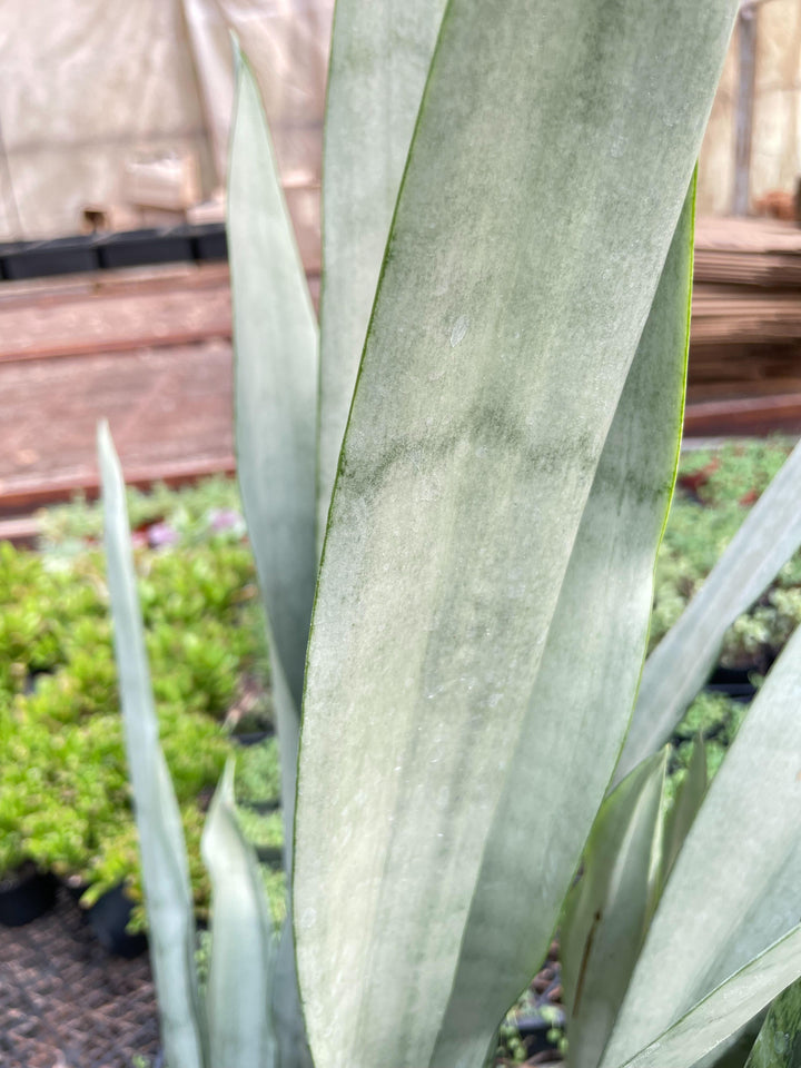 Snake Plant 'Metallica' - 10" Pot - Casey & Company