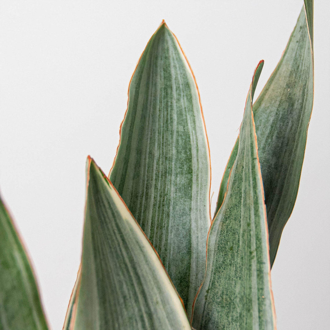 Snake Plant 'Sayuri' - Casey & Company