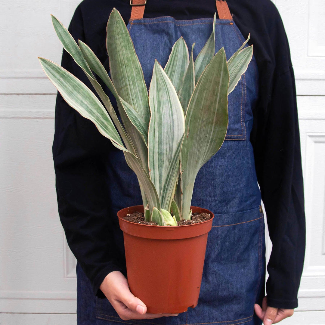 Snake Plant 'Sayuri' - Casey & Company