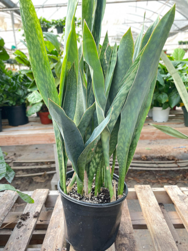 Snake Plant 'Silver Queen' - 10" Pot - Casey & Company