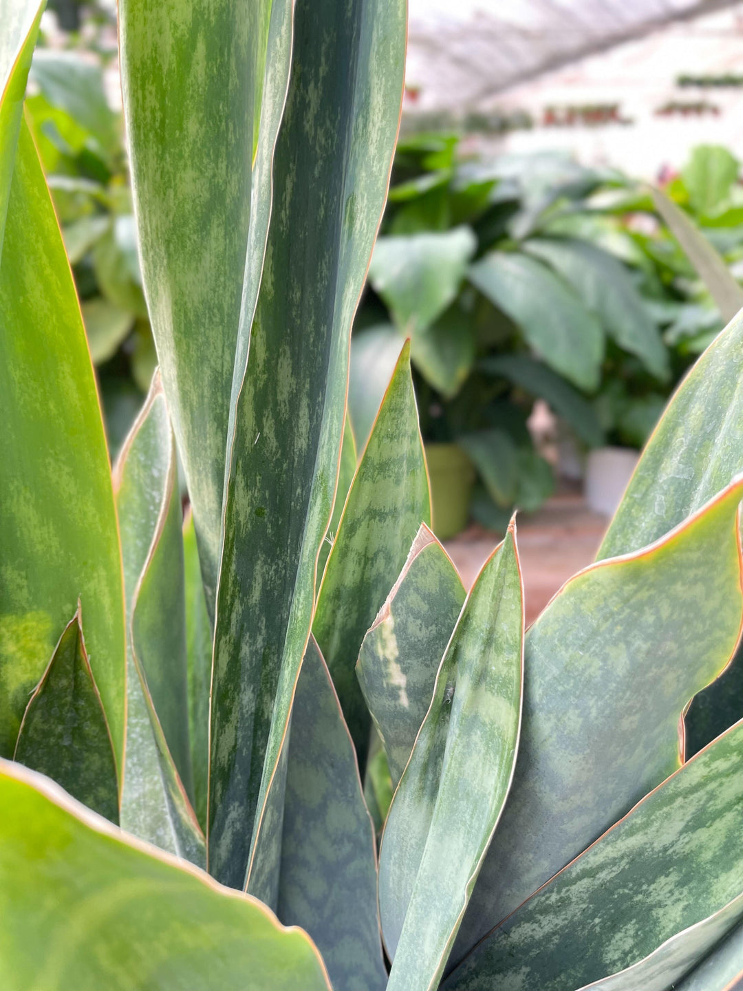 Snake Plant 'Silver Queen' - 10" Pot - Casey & Company