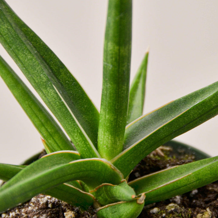 Snake Plant 'Stuckii' - Casey & Company