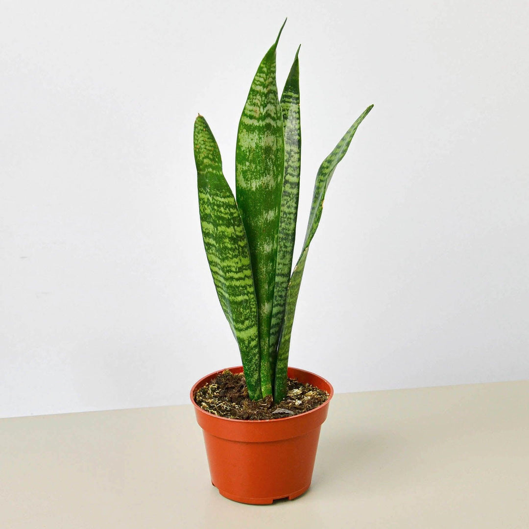 names for snake plants Snake Plant 'Zeylanica' – Casey & Company