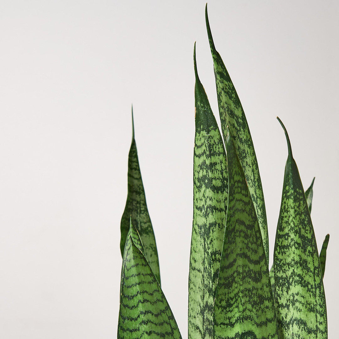 Snake Plant 'Zeylanica' - Casey & Company