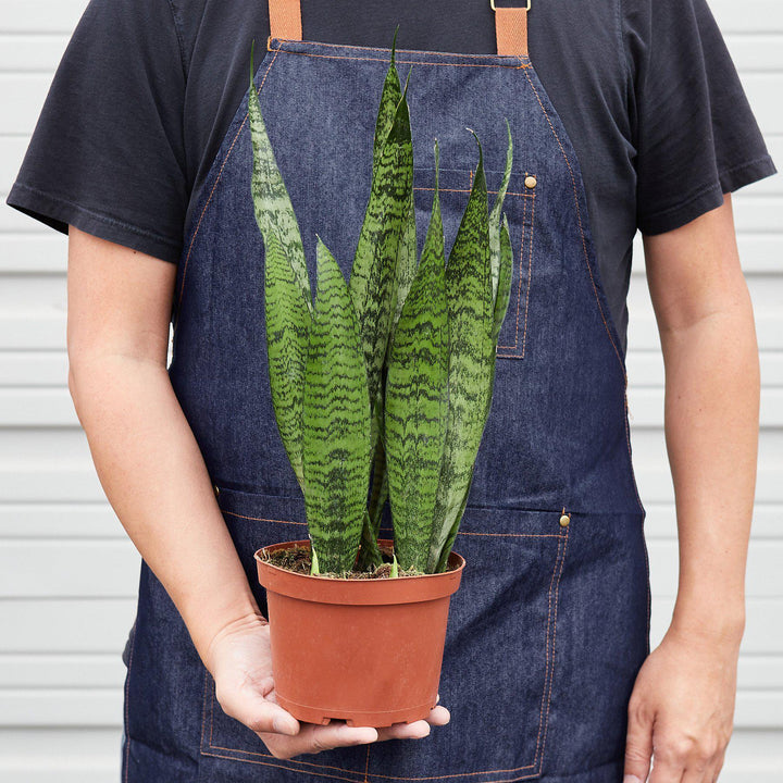 Snake Plant 'Zeylanica' - Casey & Company