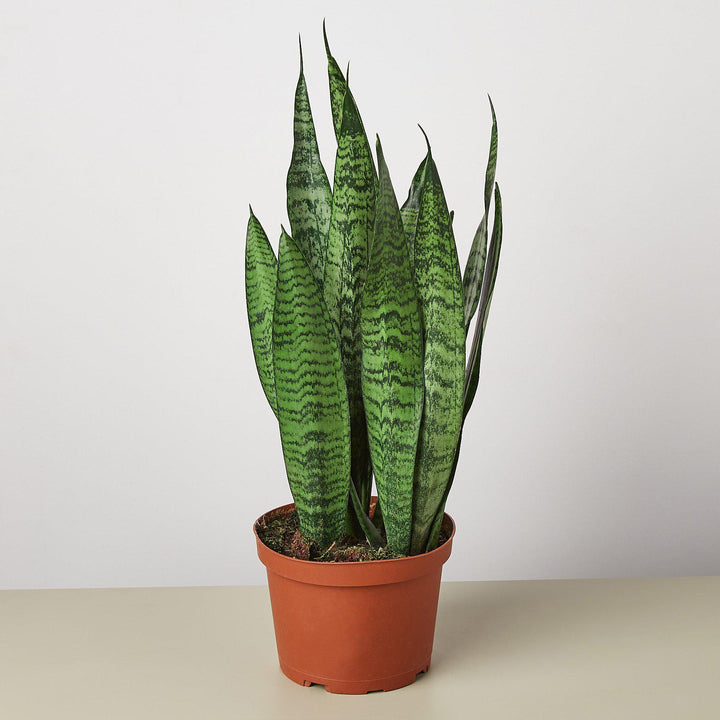 Snake Plant 'Zeylanica' - Casey & Company