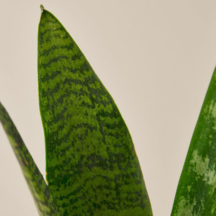 Snake Plant 'Zeylanica' - Casey & Company