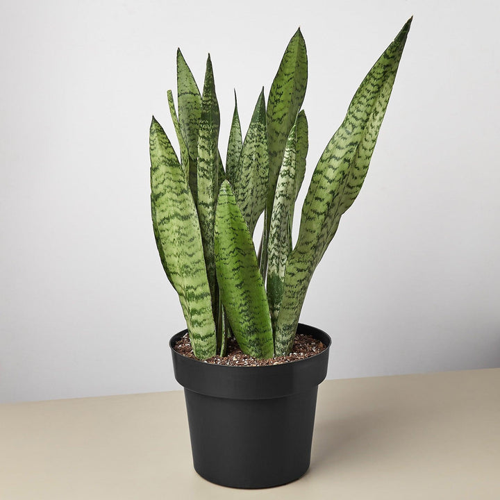 Snake Plant 'Zeylanica' - Casey & Company