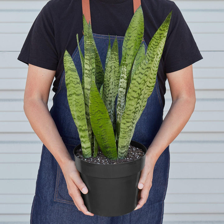 Snake Plant 'Zeylanica' - Casey & Company