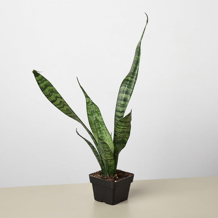 Snake Plant 'Zeylanica' - Casey & Company