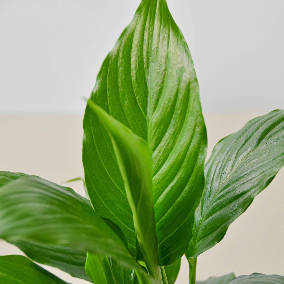 Spathiphyllum 'Peace Lily' - Casey & Company