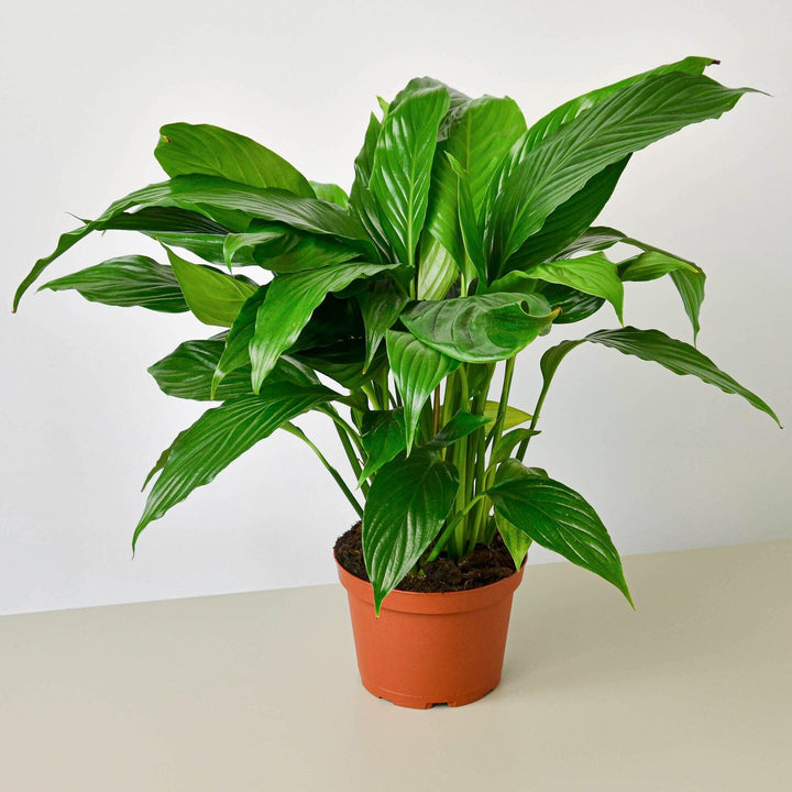 Spathiphyllum 'Peace Lily' - Casey & Company