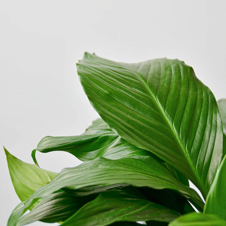 Spathiphyllum 'Peace Lily' - Casey & Company